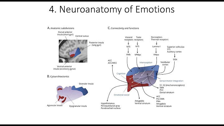 11.4. Neuroanatomy of Emotions, Fundamentals of Cognitive Neuroscience Course, Session 11, Part 4