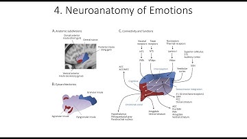 11.4. Neuroanatomy of Emotions, Fundamentals of Cognitive Neuroscience Course, Session 11, Part 4