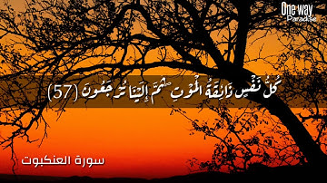 صاحب الحنجرة الذهبية  القارئ الطفل انس الشهاب  تلاوة خاشعة من سورة العنكبوت