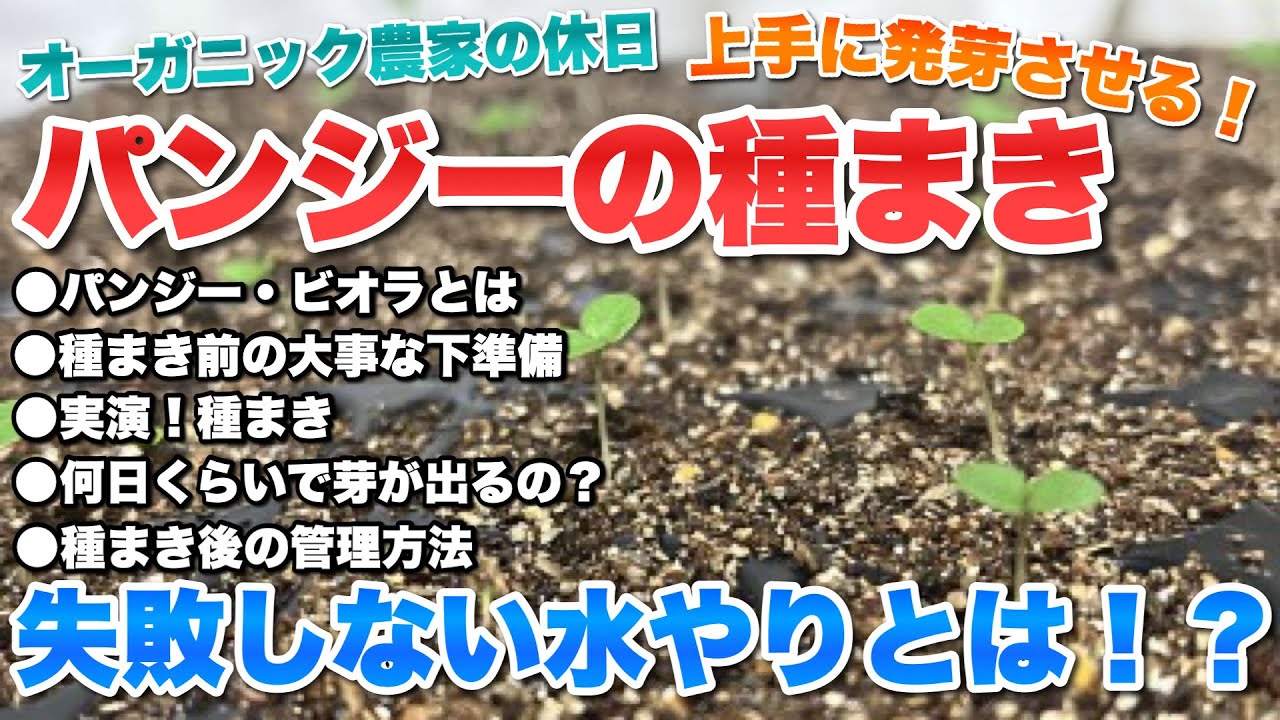 【失敗しない】パンジーとビオラの種まき～芽が出るまで【水やり方法】【pansy】【viola】