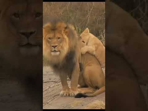 The lion cub