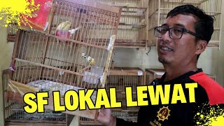 Ternak Kenari Seri ini Bisa Mengalahkan Hasil Cetakan Kenari SF LOKAL
