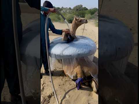 سقط من الق ربة الموضوعة على ظهر الجمل ماء كثير حتى تشكلت بركة في الأسفل فقفزت المرأة من الأعلى