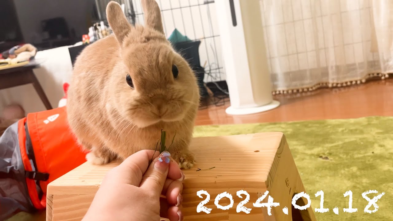 毎日の30秒ひなちゃん🐰✨【2024.01.18のひな】[うさぎ] - YouTube