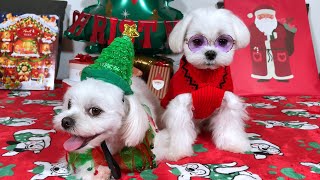 MALTESE PUPPIES ❤️ OUR FOUR CHRISTMAS MIRACLES by Xanti the Maltese 3,378 views 3 months ago 4 minutes, 3 seconds