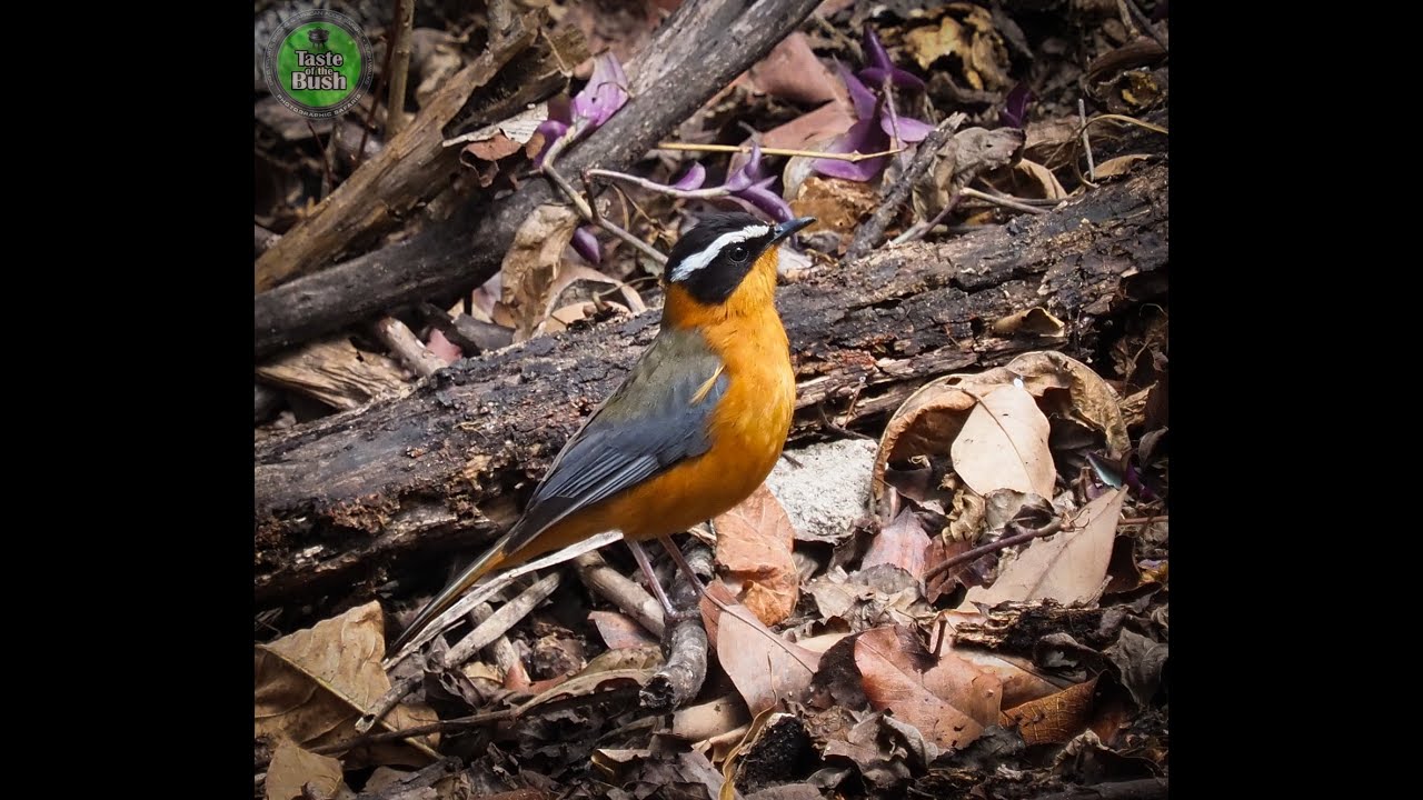 White-Browed Robin-Chat calling