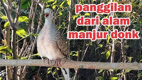 Perkutut Lokal Gacor alam liar iramanya BIKIN CEPAT NYAUT