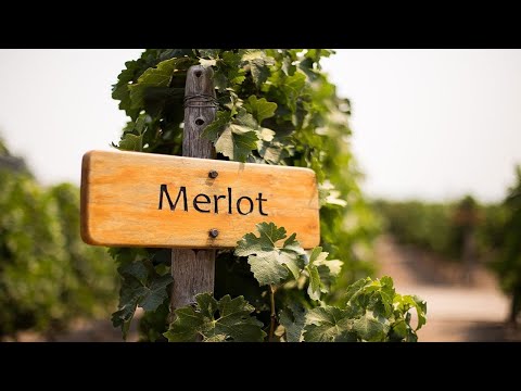 MERLOT Старый Добрый Мерло