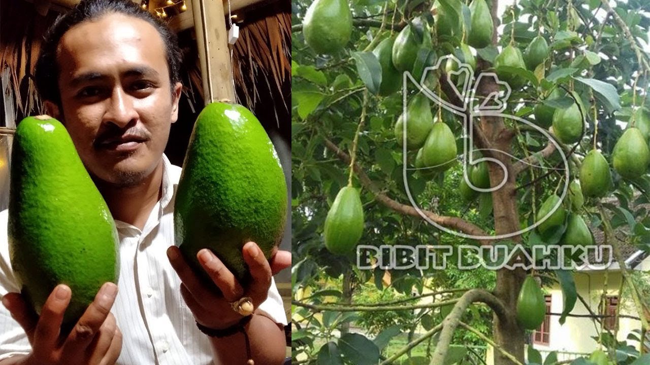 Alpukat Unggul Jenis Hass Pohon Alpukat HASS Berbuah di