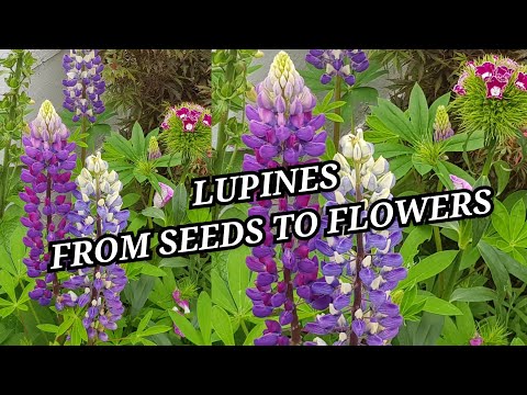 Video: Flerårig lupin: vokser fra frø, pleiefunksjoner og anmeldelser