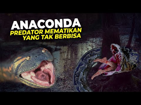 Video: Adakah ular anaconda berbahaya?