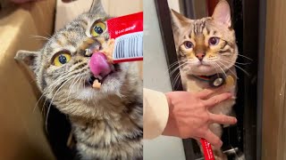 Rescued sick stray cat medicated 8 jealous cats. ~[Xiao Feng meow]#catyard#daily