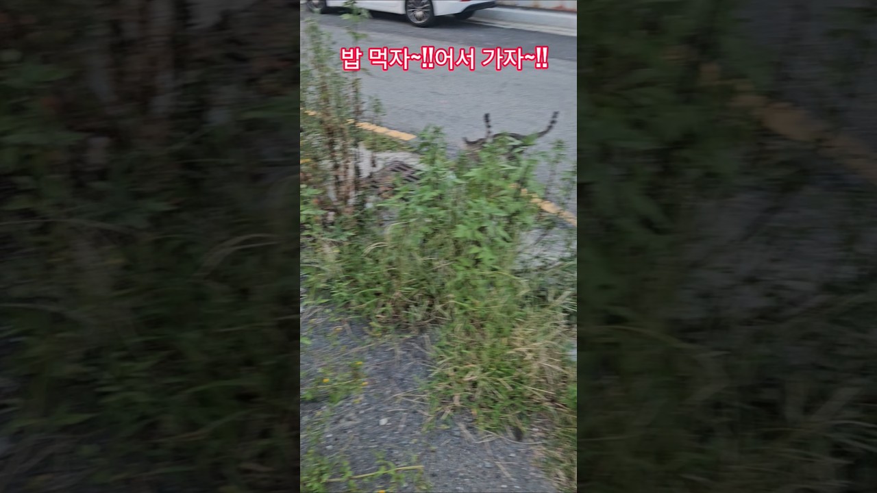 우리 길냥이들 #복순이 #까망이 #퇴근 #부산강서구