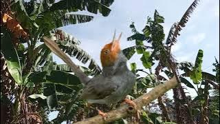 Suara pikat burung prenjak merah ampuh sudah teruji ARIF CHANNEL