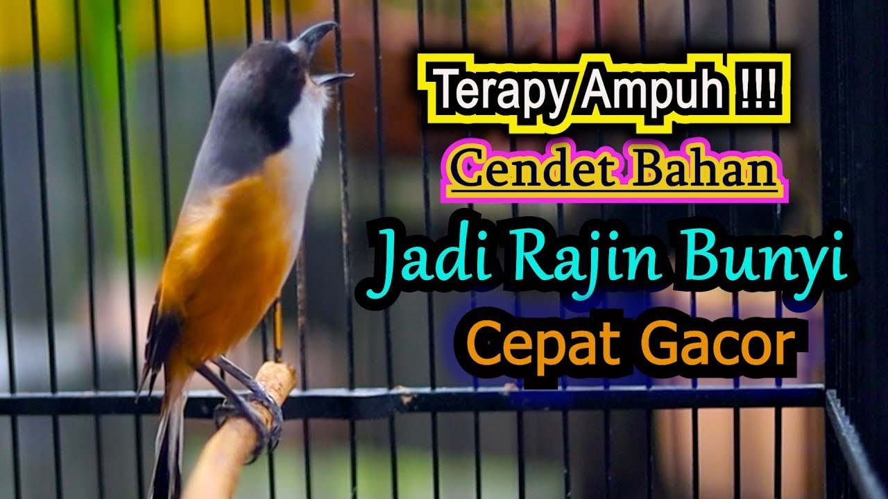 TERAPY AMPUH CENDET BAHAN JADI RAJIN BUNYI, PANCINGAN CENDET GACOR FULL ISIAN