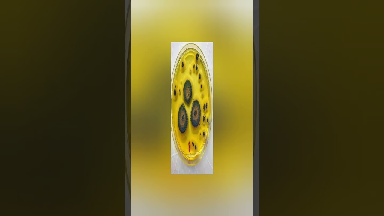 صورة فطر البينيسيليوم الذي يستخرج منه دواء البينيسيلين
