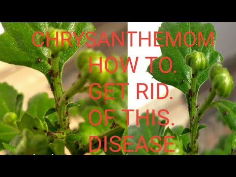 How to get rid from this pest in Chrysanthemom plant/Guldaudi plant