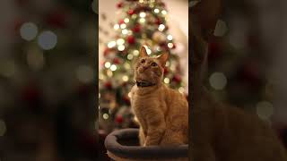 Orange Tabby Cat Sitting #cat #funnyvideo #cutecats