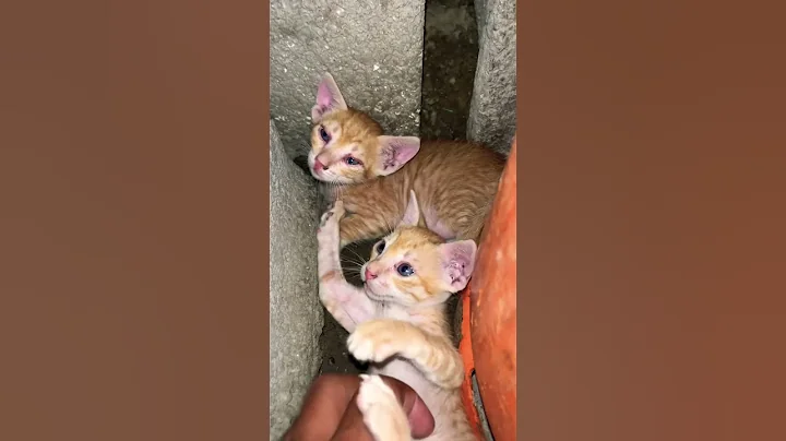 Video 10422331: kittens persian cat tabby, food tabby cat persian, kitten cute persian tabby, persian cat kitten sweet, persian cat mother, cat funnycats, angry cat