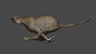 my second test with the bone dynamics addon in blender (cheetah tail dynamic)