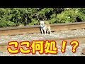線路をうろつく一匹の犬！1人の優しい女性によって救われる