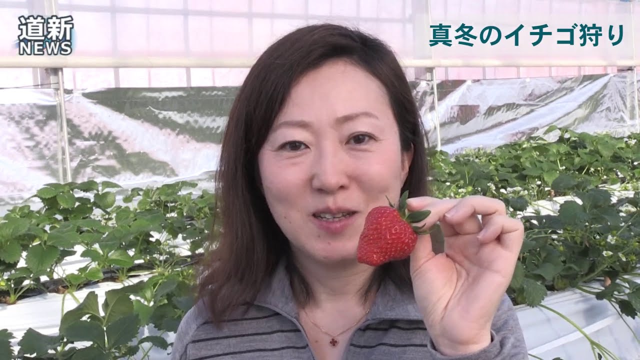真冬のイチゴ狩り楽しんで 恵庭の スパル農園 Youtube
