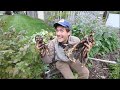 First Time Harvesting Horseradish After 140 Days of Growing! How did we do?