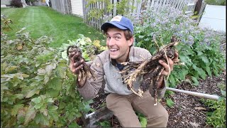 First Time Harvesting Horseradish After 140 Days of Growing! How did we do?