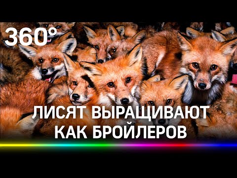 «Я вижу не шубу, а живое существо»: художница спасла 120 лис со зверофермы