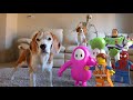 Funny Dogs vs Real Life Animations