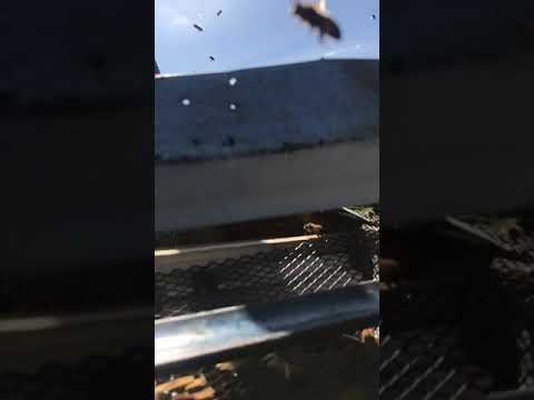 Honey Bees Living