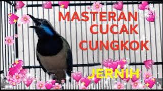 MASTERAN CUCAK CUNGKOK TEMBAKAN TAJAM JERNIH