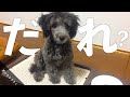 🐶愛犬がうちに来たばかりの頃の映像が見つかりました。