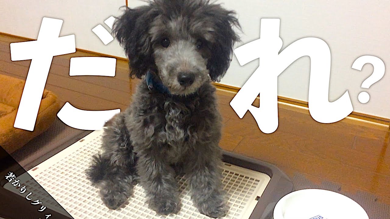 ちゃんねる グリー 視聴方法