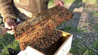 Spring Hive Inspection: Is This Colony Ready for a Split?