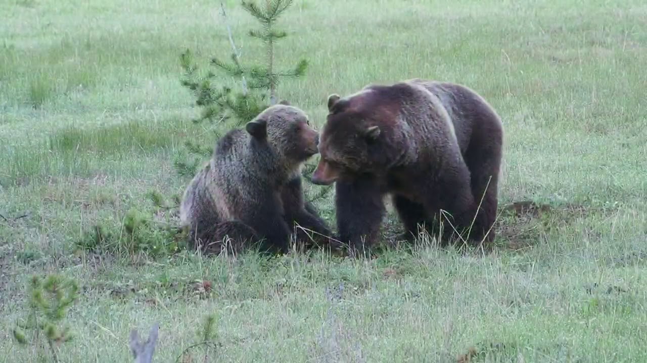 Courting Yellowstone Grizzlies