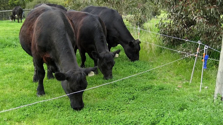 Biological farming is more profitable. Organic cattle grazing - part 11