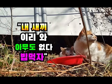 어미 고양이가 새끼 밥먹어라고 부르는 소리