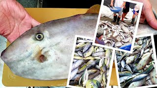 到宜蘭的定置漁場買剝皮魚回家做生魚片，超便宜。一天兩趟，活魚大批發，假日無休的光榮定置漁場。