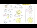 Understanding Immunity... immune system function resembles natural selection