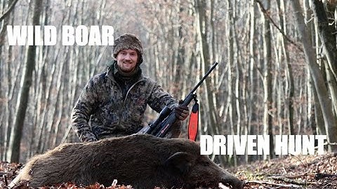 Driven Hunt For Wild Boar In Germany 1/2