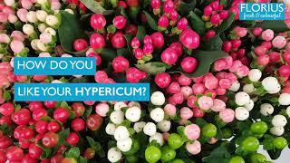 Hypericum with or without leaves? - Florius Flowers
