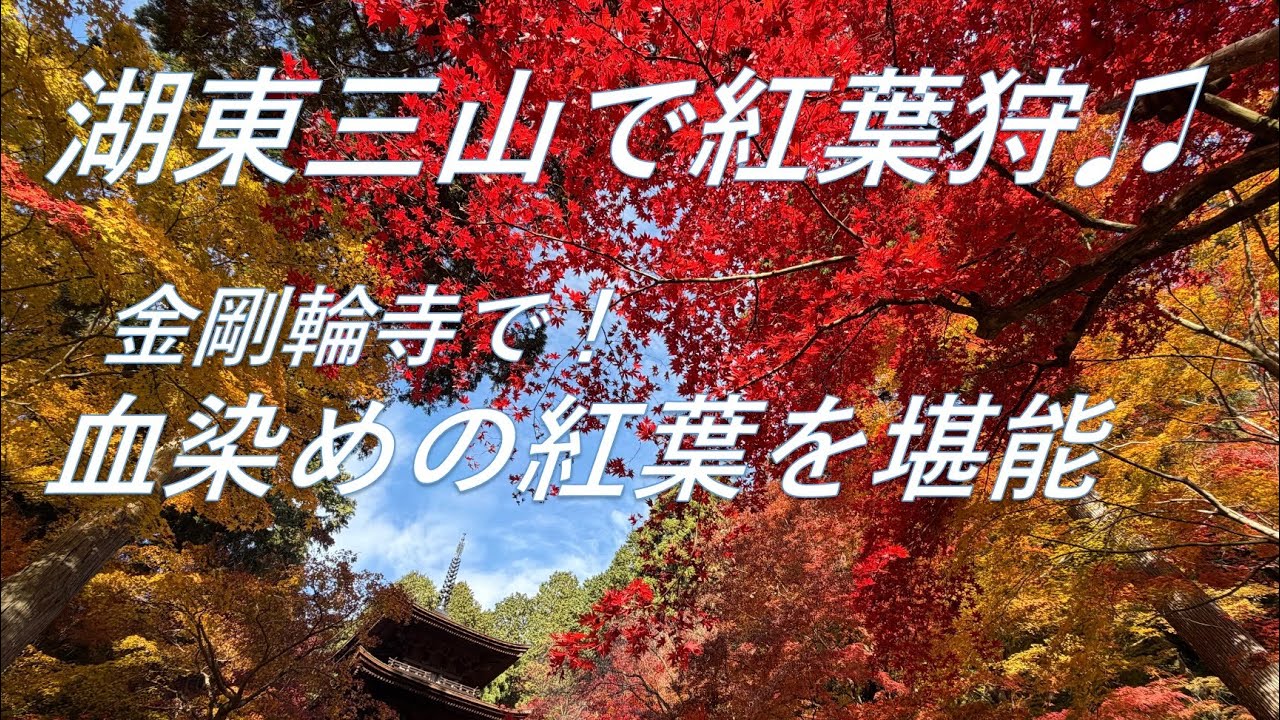 湖東三山で紅葉狩♫  金剛輪寺で！血染めの紅葉を堪能♫😺