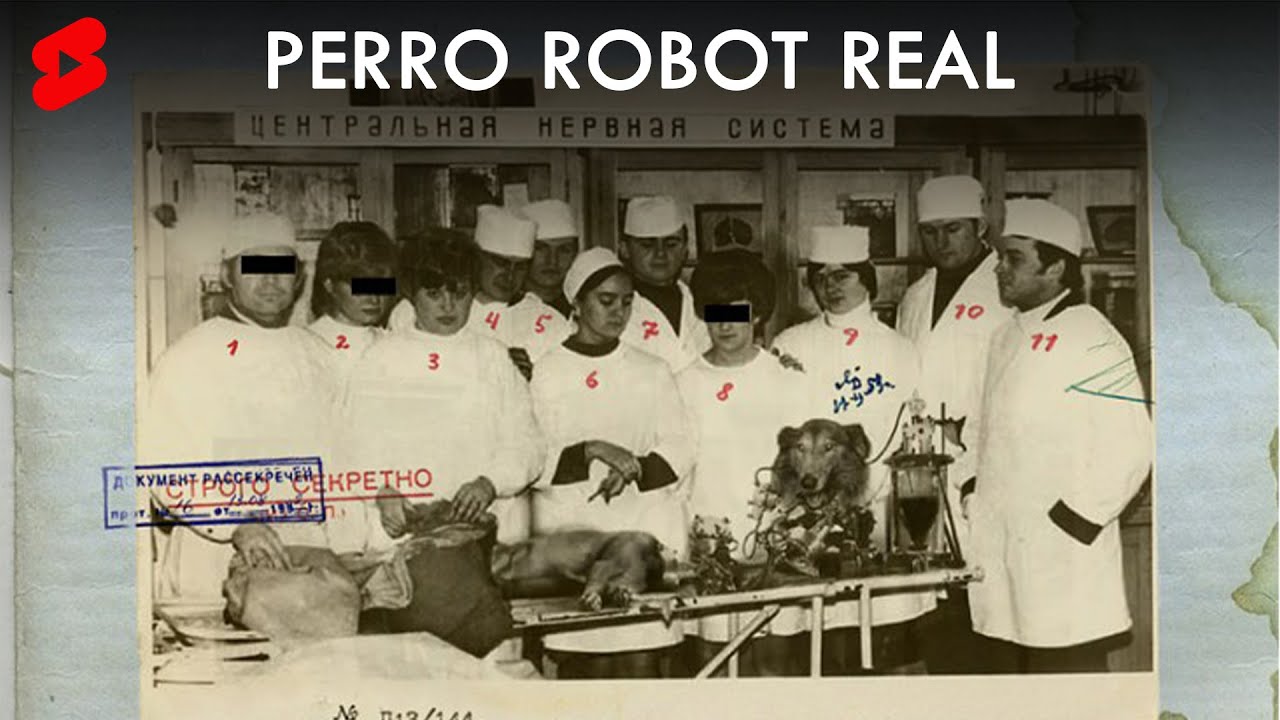 🤖 El escalofriante Perro Robot Ruso, Proyecto Kollie 