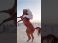 حصان يحاول اسقاط صاحبه من على ظهره مقطع خفيف قبل لا اروح المدرسة 
