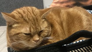 猫ティCATTEA がライブ配信中!