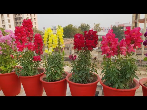 Видео: Могат ли Snapdragon да оцелеят през зимата: Подготовка на растения Snapdragon за зимата