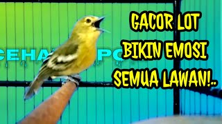 Download Lagu 100% Ampuh Bikin Emosi Lawan!..Sirtu gacor paling sukses bikin sirtu bahan ombyokan cepat Gacor MP3