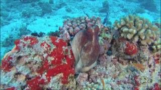 Octopus Kani Maldives 03 2017