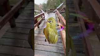 Masteran pleci nembak ngecer WIT WIT 